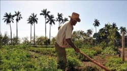 Casi imposible cultivar arroz en Cuba, lamentan agricultores desde la isla Casi imposible cultivar arroz en Cuba, lamentan agricultores desde la isla