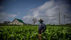 "La culpa es de Acopio": Agricultores señalan a entidad estatal por pérdida de cosechas "La culpa es de Acopio": Agricultores señalan a entidad estatal por pérdida de cosechas